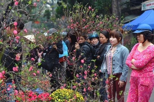 Hà Nội: 60 điểm chợ hoa phục vụ Tết Nguyên đán 2017