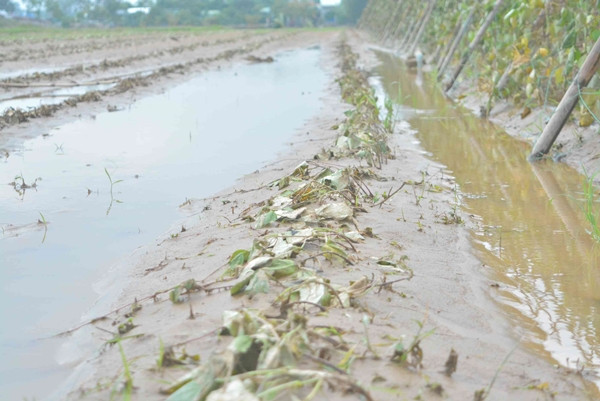 Quảng Nam: Nông dân “trắng tay” sau mưa lũ