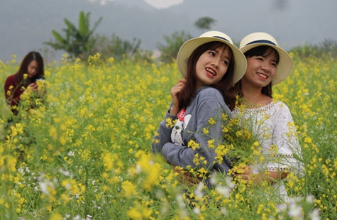Thanh Hóa: Mơ màng vùng hoa cải ven sông Tào