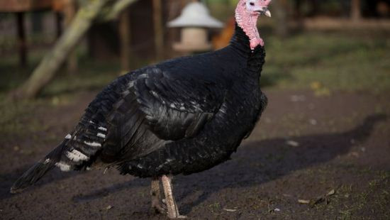Chú gà tây 17 lần thoát chết gặp nguy vì dịch cúm gia cầm