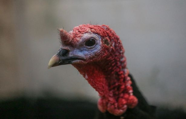 Chú gà tây 17 lần thoát chết gặp nguy vì dịch cúm gia cầm