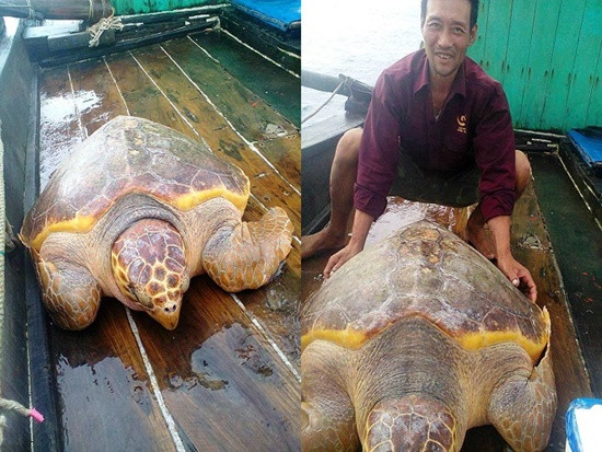 Ngư dân Thanh Hóa thả rùa vàng quý hiếm về biển