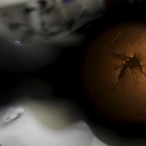 9 bệnh do muỗi truyền nguy hiểm hơn Zika