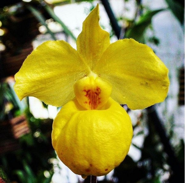 Hoa lan quý hiếm của Việt Nam lần đầu xuất hiện tại Vườn Bách thảo MGU