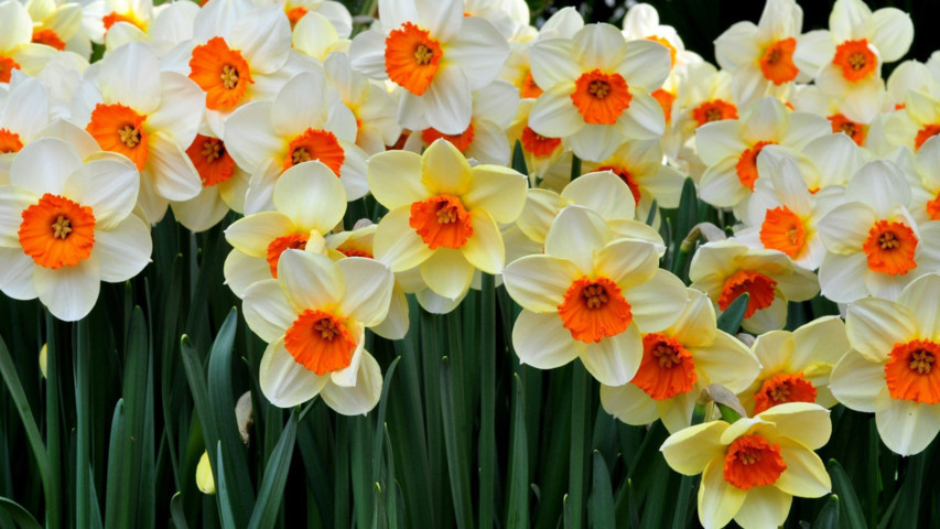 7 loại hoa chơi Tết có nhiều chất độc cần cảnh giác