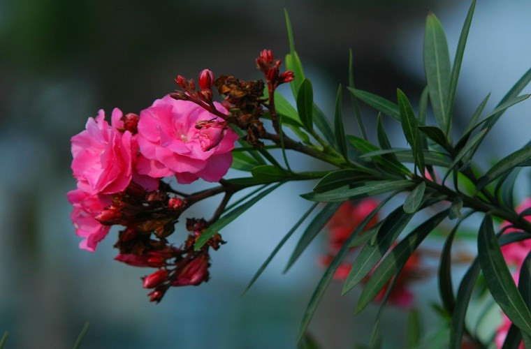 7 loại hoa chơi Tết có nhiều chất độc cần cảnh giác
