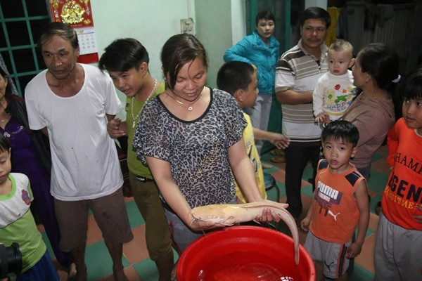 Ngư dân Đà Nẵng bắt được cá trê vàng nặng gần 2 kg