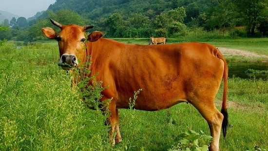 Trà Vinh: Khởi tố đối tượng trộm bò