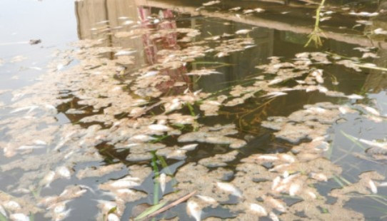 Thanh Hóa: Cá lại chết bất thường trên sông Âm