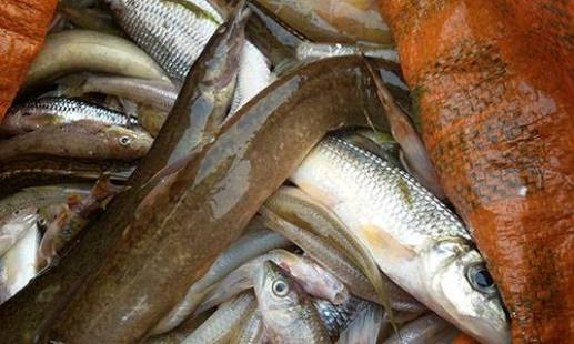 Thanh Hóa: Công an vào cuộc vụ cá chết bất thường trên sông Âm