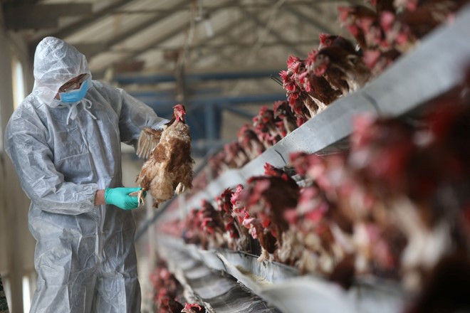 Cảnh báo virus cúm A/H7N9 thay đổi độc lực cao ở gia cầm 