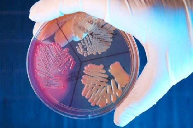 WHO công bố danh sách 12 loại vi khuẩn đe dọa loài người