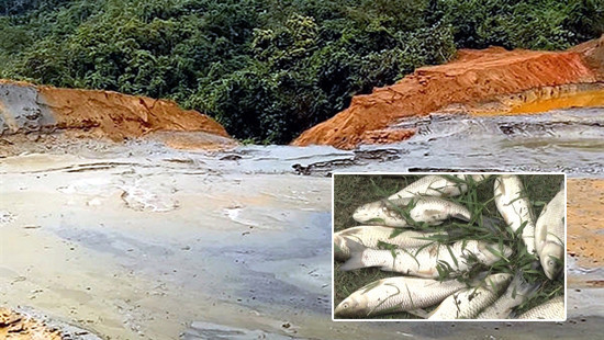 Nghệ An: Vỡ đập chứa bùn thải thiếc, cá chết hàng loạt