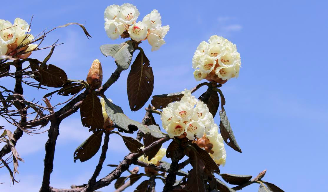 Tháng Tư rực rỡ với Lễ hội hoa đỗ quyên tại Fansipan Legend