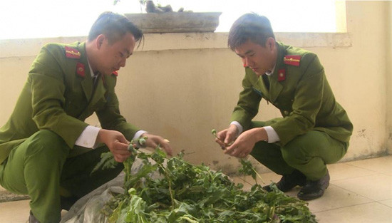 Thái Bình: Hơn 100 cây thuốc phiện trồng “chui” trong vườn