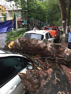 Hà Nội: Cây đổ trên đường Phan Huy Chú, đè bẹp ô tô