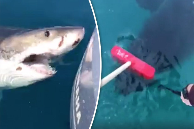 Cá mập trắng bị đập vào đầu vì định tấn công thuyền câu.