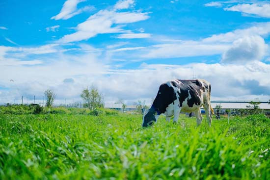 Organic - Xu hướng sống xanh khởi nguồn từ ly sữa hữu cơ tươi ngon thuần khiết