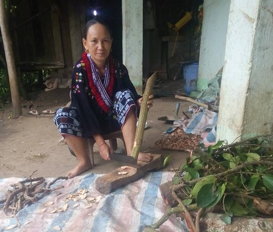 Khỏi tiểu đường từ lá cây rừng độc đáo của lương y Chẹo Thị Lai