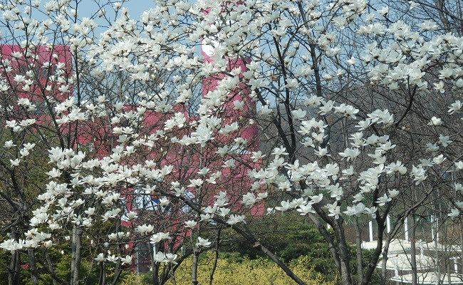 Tháng Tư rực rỡ sắc hoa nơi xứ sở Kim Chi