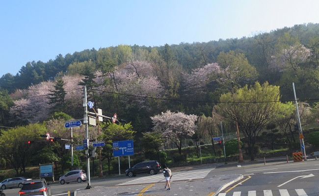 Tháng Tư rực rỡ sắc hoa nơi xứ sở Kim Chi