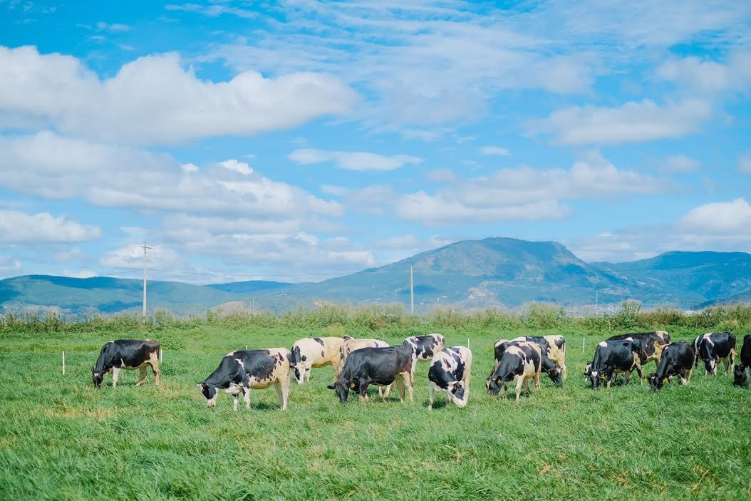 Hành trình ra mắt sữa tươi 100% Organic tiêu chuẩn châu Âu tại Việt Nam-chuyện chưa kể