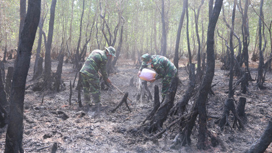 Cháy hơn 36 ha rừng tràm do người dân bất cẩn vứt tàn thuốc lá 
