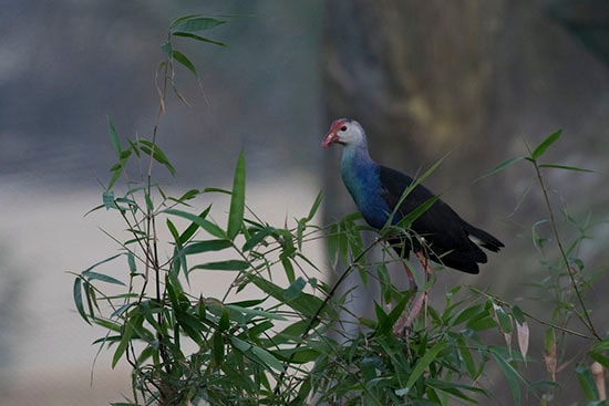 Khách du lịch chen nhau mua vé vào FLC Zoo Safari dịp 30/4