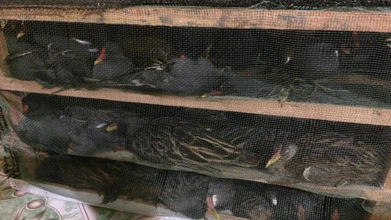 Nghệ An: Bắt vụ vận chuyển hàng trăm con chim không rõ nguồn gốc trên xe khách