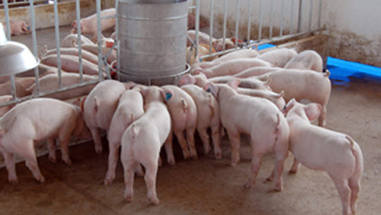 Tăng cường biện pháp bình ổn thị trường thịt lợn