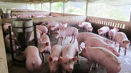 “Giải cứu” ngành chăn nuôi lợn: Ngân hàng vào cuộc