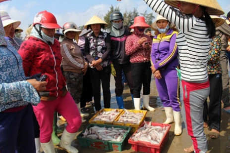 Thanh Hóa: Ngư dân bội thu vì được mùa cá trích