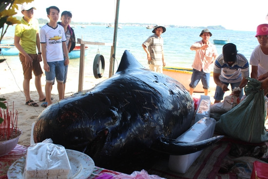 Ngư dân tổ chức an táng cho cá voi nặng hơn 700kg
