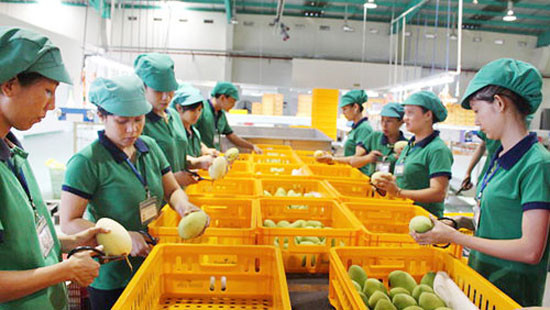 Cảnh báo 13 DN nhập khẩu trái cây UAE lừa đảo