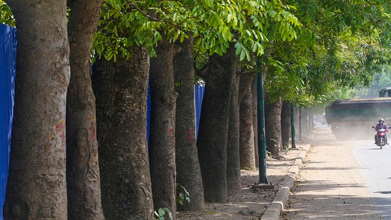 Sở Xây dựng thông tin về việc chặt 1.300 cây xanh trên đường Phạm Văn Đồng