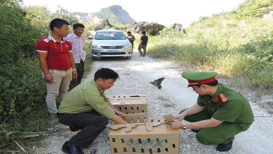 Hà Nam: Phát hiện vụ vận chuyển 320 cá thể chim ngói trái phép