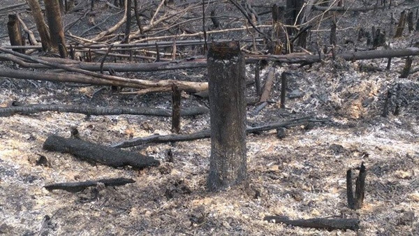 Nghịch lý đốt trụi hàng chục hecta rừng để...trồng rừng 