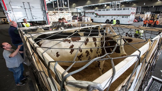 4.000 chú bò sữa chuẩn bị lên máy bay tới Qatar 