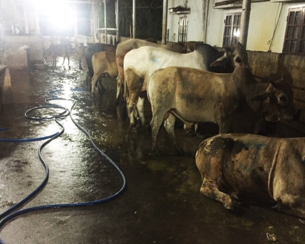 Quảng Nam: 8 con bò bị bơm nước trước khi giết mổ