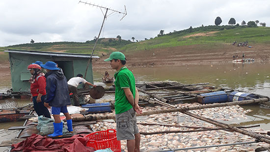 UBND tỉnh Kon Tum kiểm tra thực tế tại địa phương có cá chết bất thường