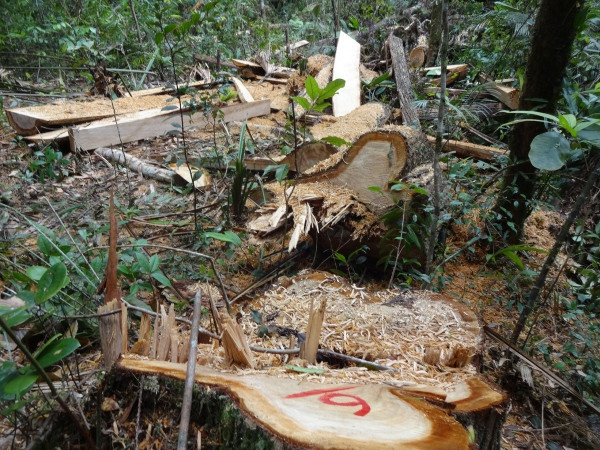 Vụ phá rừng pơ mu: Bắt tạm giam Đồn phó Đồn Biên phòng 