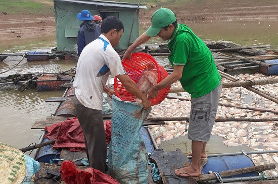 Đã có kết quả xác minh bước đầu về vụ cá chết trắng ở Kon Tum
