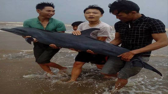 Phát hiện cá heo nặng 50kg bị mắc cạn ở ven biển 