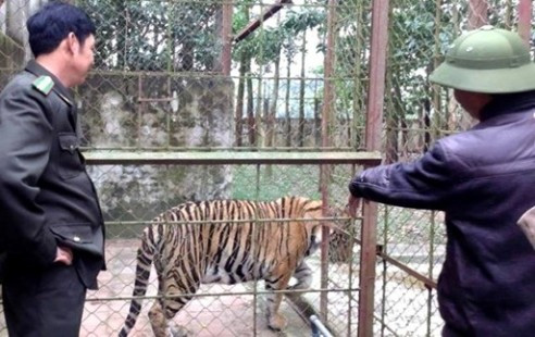 Đề nghị chuyển giao 11 cá thể hổ đang nuôi nhốt trong khu dân cư