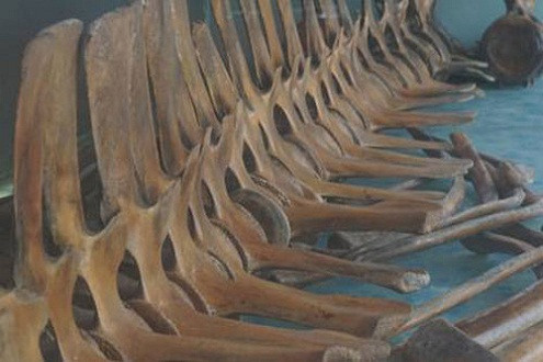 Chiêm ngưỡng bộ xương cá voi lớn nhất miền Bắc