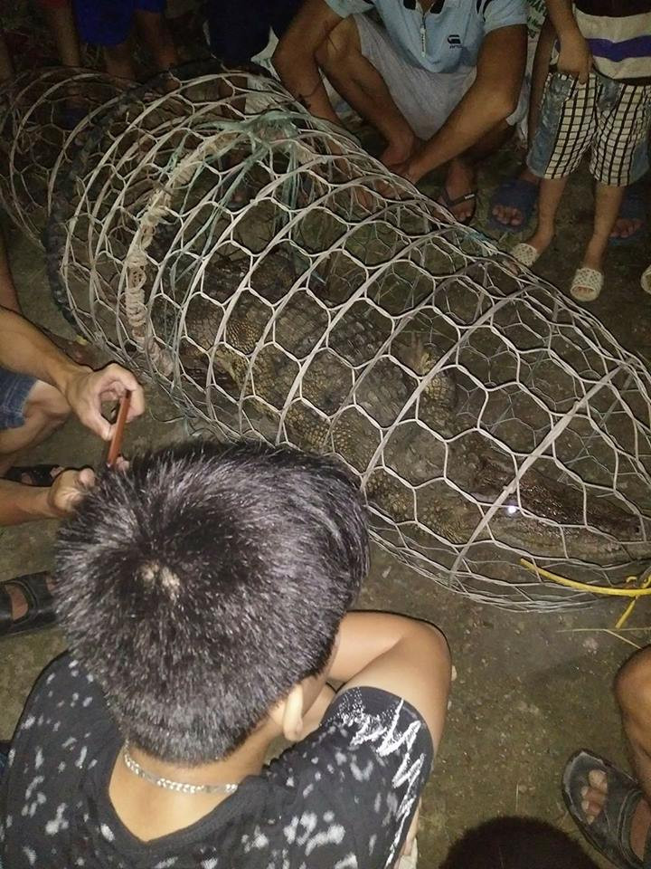 Hà Nội: Một người dân bắt được cá sấu nặng 30kg trên sông Tích