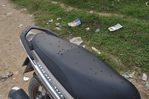 Dân khổ sở vì mùi hôi thối và ruồi tấn công từ bãi rác