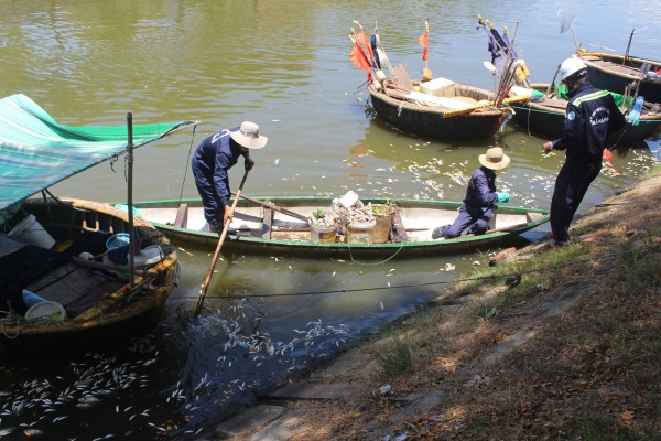 Cá chết nổi trắng kênh Phú Lộc