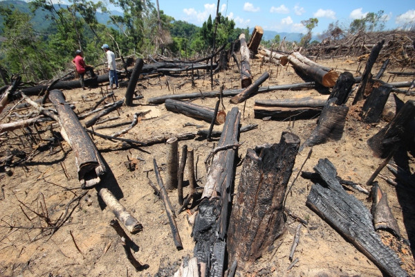 Quảng Nam: Xác định đối tượng thuê người phá rừng phòng hộ 