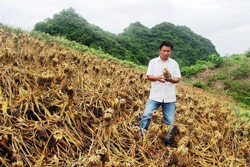 Truy tìm thủ phạm dùng thuốc cỏ phá vườn dứa của người dân